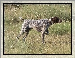 Pointer