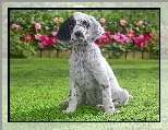 Trawa, Pointer, �atka, Kwiaty